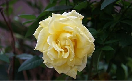 YELLOW GARDEN ROSE - cream, garden, yellow, rose