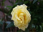 YELLOW GARDEN ROSE