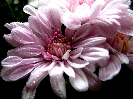 Flower - flowers, flower, pink flowers, pink