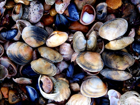 seashells - seashells, shell, shells, seashell