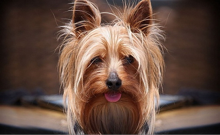 YORKSHIRE TERRIER - cute, dog, yorky, terrier