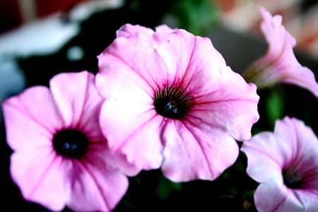 Petunia - flowers, pinkflower, petunia, pink flowers