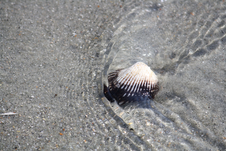 seashell - seashells, beach, seashell, sand