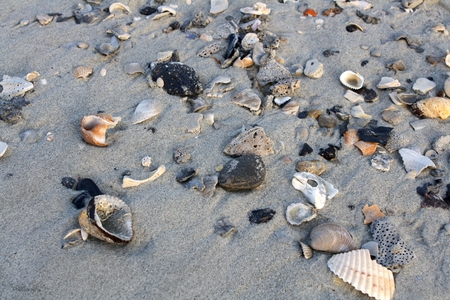 seashells - beach, seashell, sand, seashells