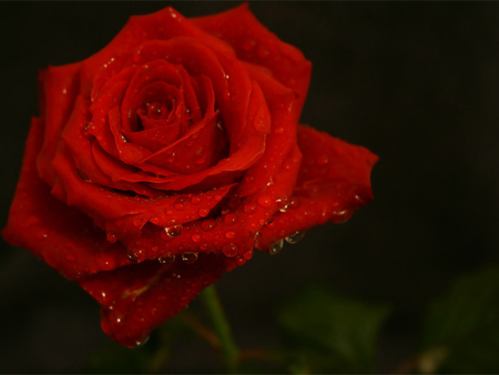 Red rose for Daxter - rose, flower, red rose, photography