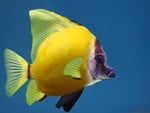 Lemon fish