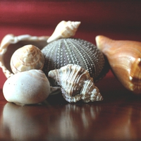 Seashells