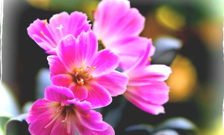 â™¥Pink flowerâ™¥ - flower, pink, pink flowers, nice, beautiful, flowers, nature