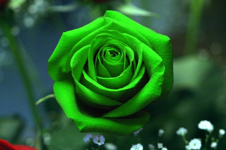 Green rose - beauty, magic rose, green rose, petals, beautiful, wonderful, rose, flower