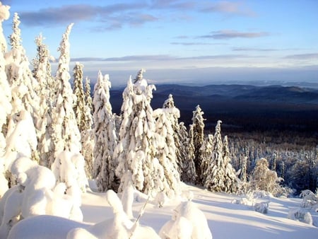 TREES IN SNOW