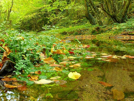 Autumn River - trees, water, photography, colors, forest, photo, leaves, mountain, fall, river, nature, season, autumn, nice, bulgaria