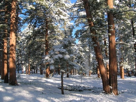 WINTER IN FOREST - winter, nature, forest, trees