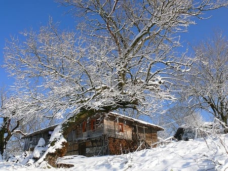 In Cold Winter Day - winter, photo, season, old, white, photography, house, tree, nature, snow, bulgaria, cold