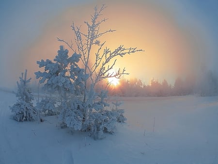 SUNSET IN FOG (for my friend Sandy) - winter, fog, nature, sunset