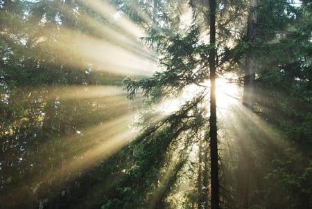 Trough the forest - evergreen, trees, beautiful, photography, sunshine, beauty, forest, photo, tall, tree, nature, sun, bulgaria