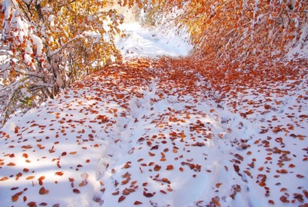 Between the Seasons - trees, winter, beautiful, photography, snow, beauty, forest, photo, leaves, mountain, fall, path, nature, season, autumn, bulgaria