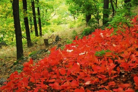 Forest - red, forest, path, beauty, beautiful, photo, leaves, photography, trees, nature, mountain, autumn, bulgaria, green