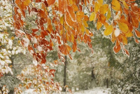 Beautiful Fight - forest, beautiful, leaves, white, gold, photography, nature, autumn, bulgaria, cold, fall, winter, beauty, photo, season, orange, snow