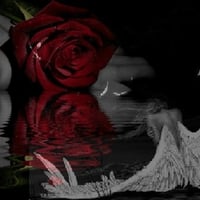 Red Rose Reflection