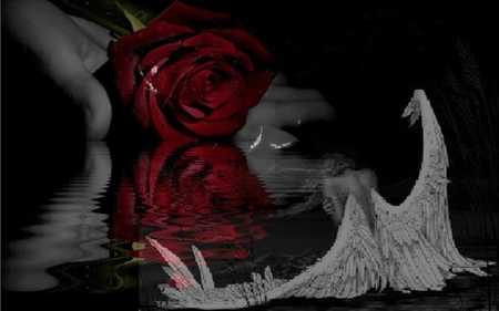 Red Rose Reflection - nature, abstract, reflection, angel, rose, flower