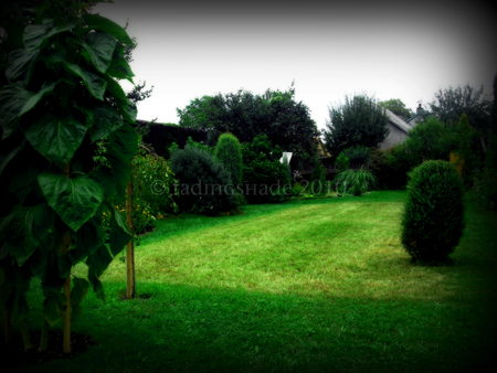 Green Garden - garden, bright, trees, green, grass