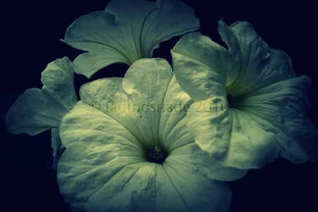 Mysterious White Flowers - white, mysterious, black, beautiful, flowers, petunia