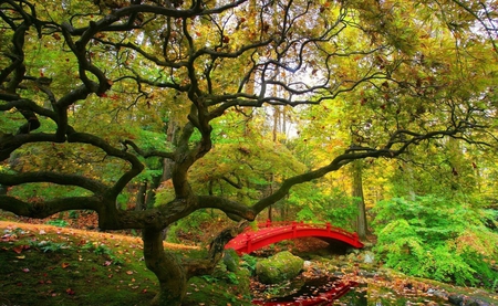 Japanese nature - pic, image, colors, tree, colours, japan, nature, picture, red, green, asia, wall, bridge, wallpaper, japanese