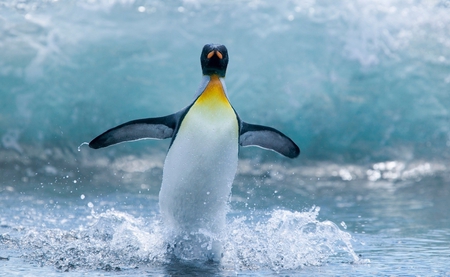 Penguin splash - pic, water, image, photo, penguine, photograph, north, animal, shot, picture, phototgraphy, splash, wall, wallpaper