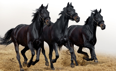 The Coal, the Night and the Darkness - pic, image, photography, coal, night, photo, phototgraph, darkness, three, horses, picture, wall, animals, wallpaper