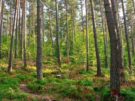 Forest in Cevennes, Aigoual Mountain - brush, trees, light, forest