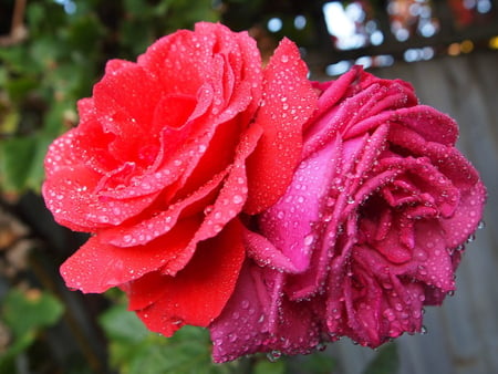 Wet kissed Roses. - crystal, innocent, rain drops, roses