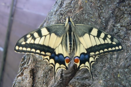 Papilio machaon - beetle, butterfly, lepke, bug