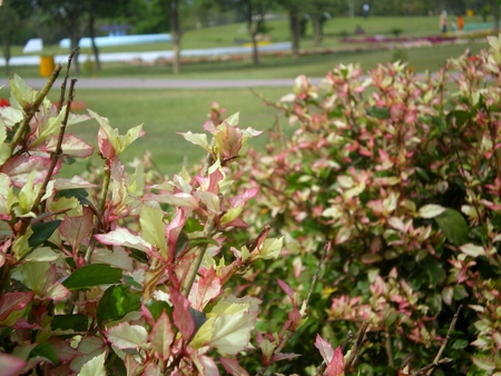 Colorful shrubs