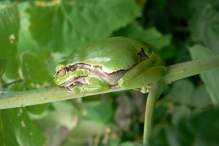 Amphibia - animal, beka, green, frog