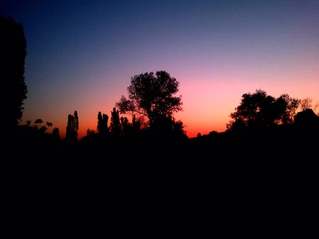 sunset - tree, sunset, blue, pink