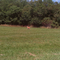 Running Deer