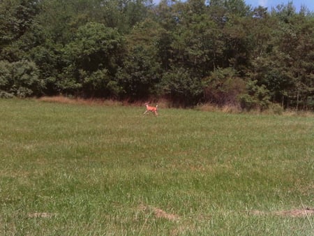 Running Deer - trees, green, field, deer, grass