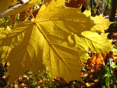 Autumn Yellow Leaf - leaf, yellow, limb, autumn