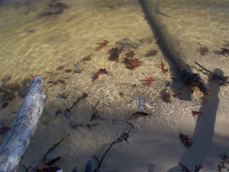 Shallow Water - water, sand, beach, leaves