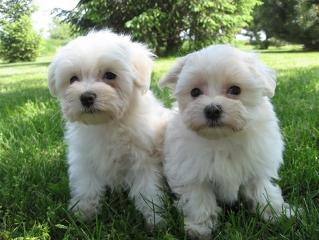 Malti-Poo Puppies - pups, white, grass, trees