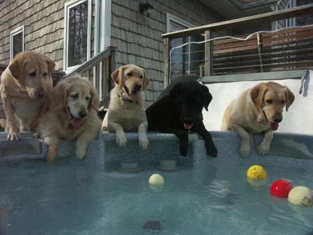 So Who is Going in to Get It - house, dogs, retrievers, pool