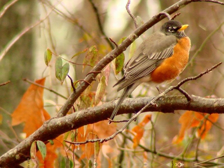 Orange Belly Robin - leaves, robin, trees, bird