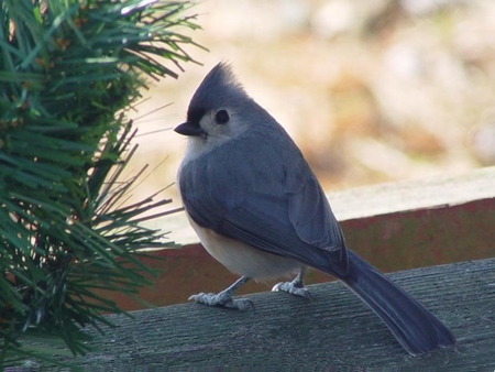 Pretty Little Titmouse - feathers, bird, blue, little