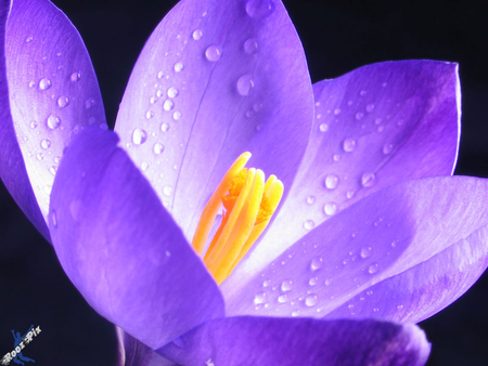 A very pretty purple flower. - warm, delicate, precious, mysterious