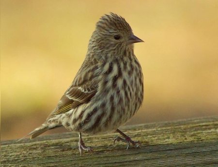 Little Brown and White Striped Belly Bird - bird, little, striped, brown