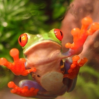 Red Eye Tree Frog