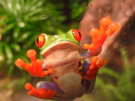 Red Eye Tree Frog - frog, red, tree, eye