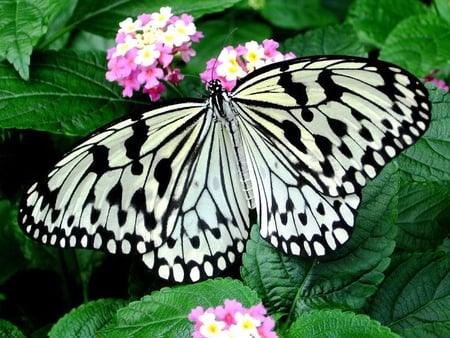 A Flying Jewel - butterfly, flowers, black, whte