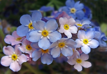 Forget me not. - petal, pink, blue, forget me not, flower