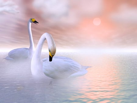 Pastel waters - reflections, clouds, white, swans, sunset, water, pair